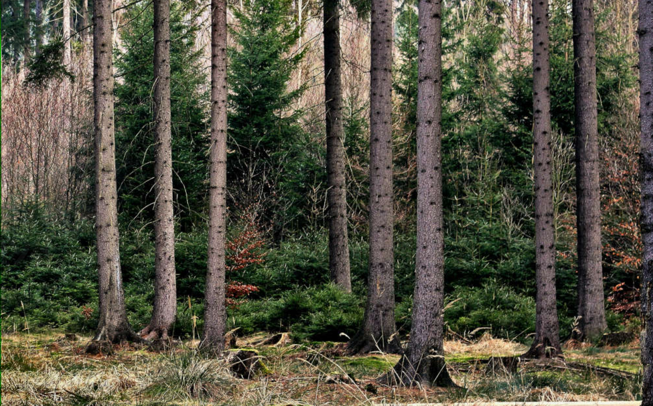 Priimo Mets OÜ sai PRIA bioressursside väärindamise meetmest 250 tuhat eurot toetust